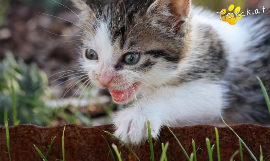 Katze Rosalie (Foto by Tiereck.at - Lavanttaler Tierhilfe)