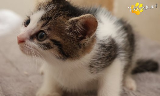 Katze Rosalie (Foto by Tiereck.at - Lavanttaler Tierhilfe)