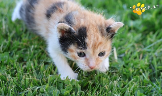Katze Pipi (Foto by Tiereck.at - Lavanttaler Tierhilfe)