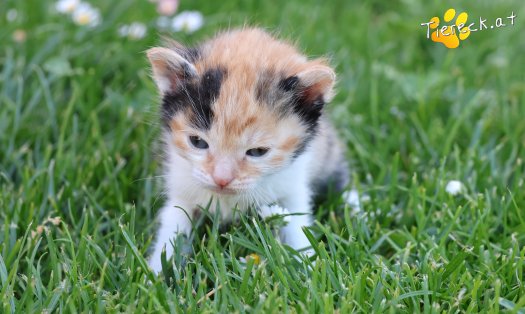 Katze Pipi (Foto by Tiereck.at - Lavanttaler Tierhilfe)