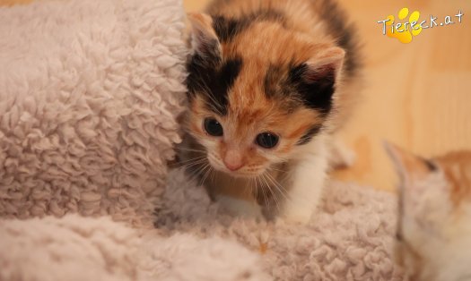 Katze Pipi (Foto by Tiereck.at - Lavanttaler Tierhilfe)