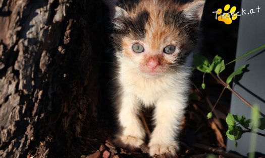 Katze Pipi (Foto by Tiereck.at - Lavanttaler Tierhilfe)