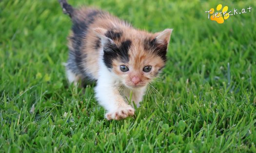 Katze Pipi (Foto by Tiereck.at - Lavanttaler Tierhilfe)