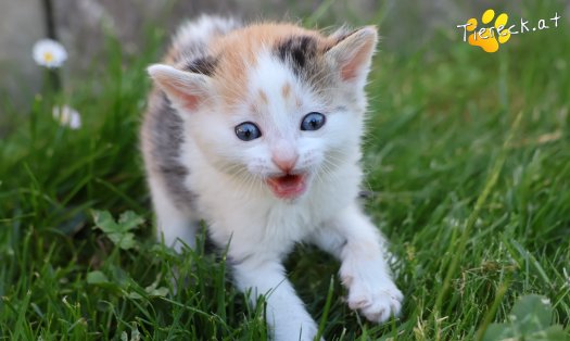 Katze Zelda (Foto by Tiereck.at - Lavanttaler Tierhilfe)