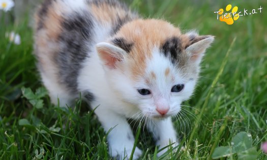 Katze Zelda (Foto by Tiereck.at - Lavanttaler Tierhilfe)