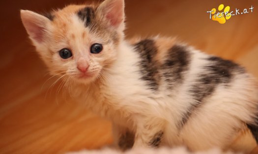 Katze Zelda (Foto by Tiereck.at - Lavanttaler Tierhilfe)