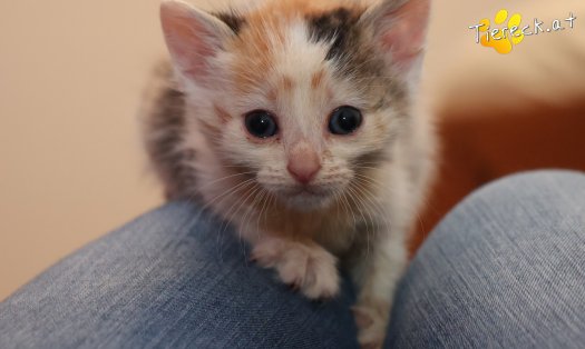 Katze Zelda (Foto by Tiereck.at - Lavanttaler Tierhilfe)