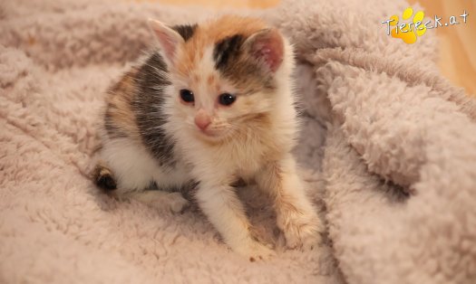 Katze Zelda (Foto by Tiereck.at - Lavanttaler Tierhilfe)