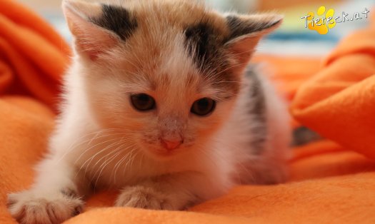 Katze Zelda (Foto by Tiereck.at - Lavanttaler Tierhilfe)