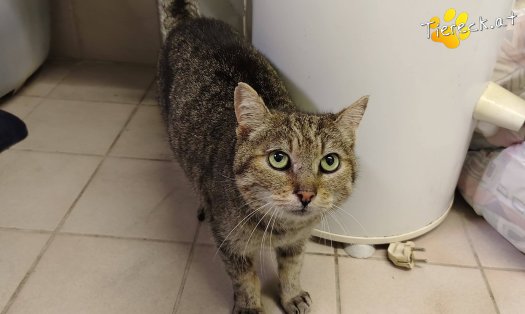 Katze Linda (Foto by Tiereck.at - Lavanttaler Tierhilfe)