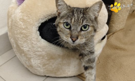 Katze Linda (Foto by Tiereck.at - Lavanttaler Tierhilfe)