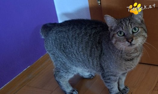 Katze Linda (Foto by Tiereck.at - Lavanttaler Tierhilfe)