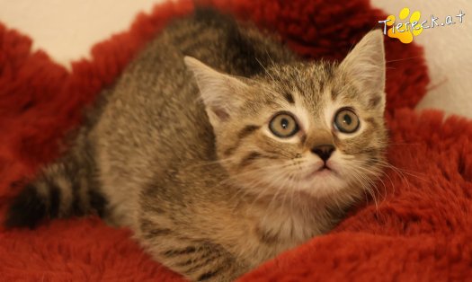 Katze Mia (Foto by Tiereck.at - Lavanttaler Tierhilfe)