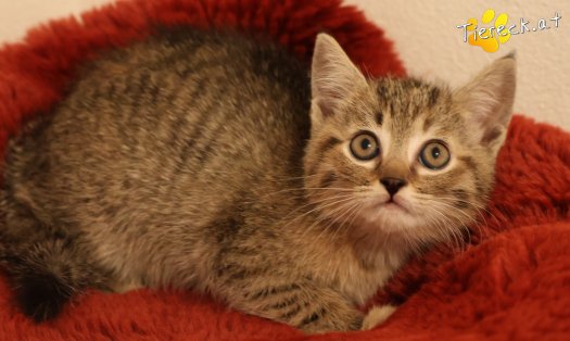 Katze Mia (Foto by Tiereck.at - Lavanttaler Tierhilfe)