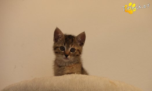Katze Mia (Foto by Tiereck.at - Lavanttaler Tierhilfe)