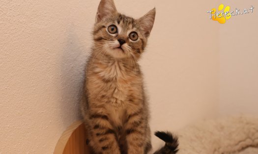 Katze Mia (Foto by Tiereck.at - Lavanttaler Tierhilfe)