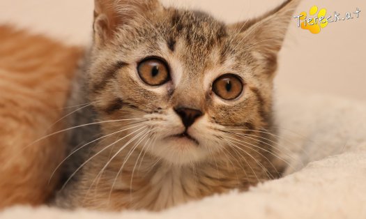 Katze Mia (Foto by Tiereck.at - Lavanttaler Tierhilfe)