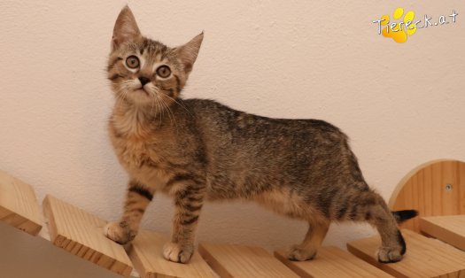Katze Mia (Foto by Tiereck.at - Lavanttaler Tierhilfe)
