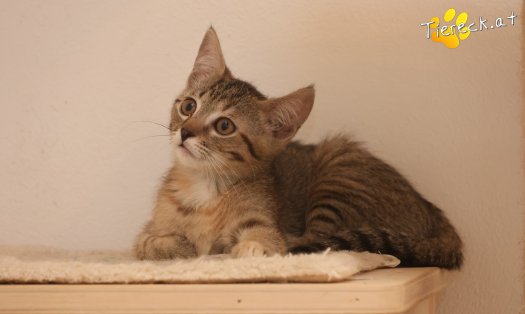 Katze Mia (Foto by Tiereck.at - Lavanttaler Tierhilfe)