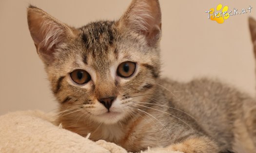 Katze Mia (Foto by Tiereck.at - Lavanttaler Tierhilfe)
