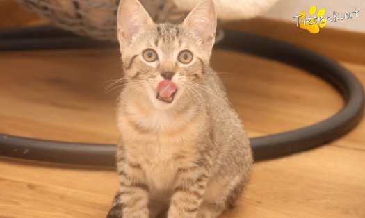 Katze Mia (Foto by Tiereck.at - Lavanttaler Tierhilfe)