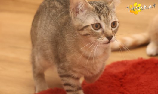 Katze Mia (Foto by Tiereck.at - Lavanttaler Tierhilfe)