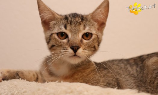 Katze Mia (Foto by Tiereck.at - Lavanttaler Tierhilfe)