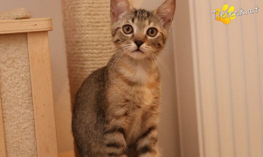 Katze Mia (Foto by Tiereck.at - Lavanttaler Tierhilfe)