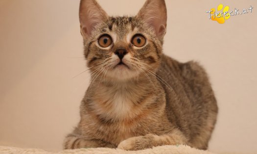 Katze Mia (Foto by Tiereck.at - Lavanttaler Tierhilfe)