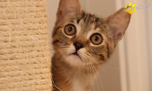Katze Mia (Foto by Tiereck.at - Lavanttaler Tierhilfe)
