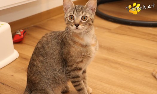 Katze Mia (Foto by Tiereck.at - Lavanttaler Tierhilfe)