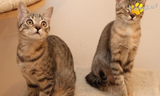 Katze Mia (Foto by Tiereck.at - Lavanttaler Tierhilfe)