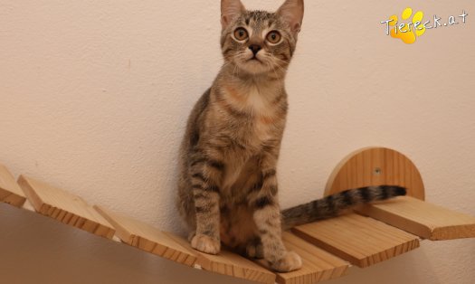 Katze Mia (Foto by Tiereck.at - Lavanttaler Tierhilfe)