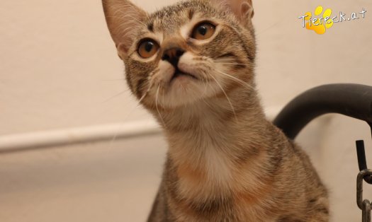 Katze Mia (Foto by Tiereck.at - Lavanttaler Tierhilfe)