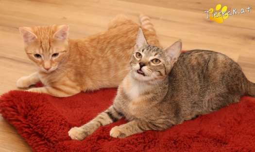 Katze Mia (Foto by Tiereck.at - Lavanttaler Tierhilfe)