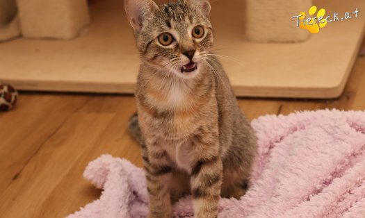 Katze Mia (Foto by Tiereck.at - Lavanttaler Tierhilfe)