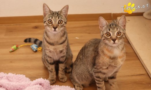 Katze Mia (Foto by Tiereck.at - Lavanttaler Tierhilfe)