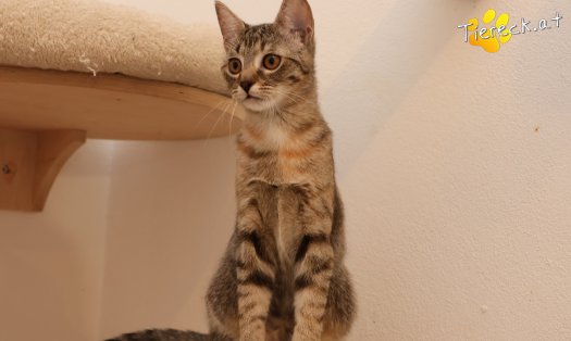 Katze Mia (Foto by Tiereck.at - Lavanttaler Tierhilfe)