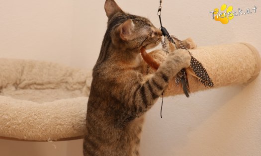 Katze Mia (Foto by Tiereck.at - Lavanttaler Tierhilfe)