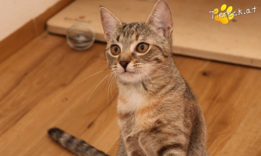 Katze Mia (Foto by Tiereck.at - Lavanttaler Tierhilfe)