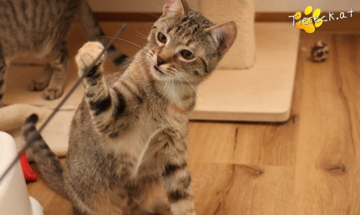 Katze Mia (Foto by Tiereck.at - Lavanttaler Tierhilfe)