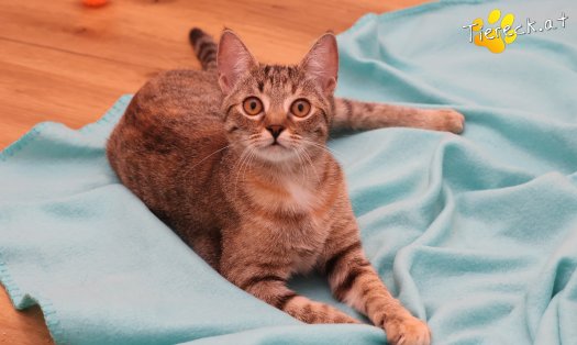 Katze Mia (Foto by Tiereck.at - Lavanttaler Tierhilfe)