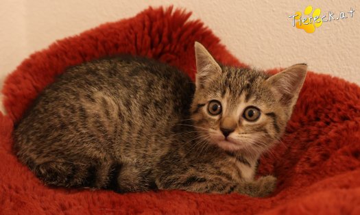 Katze Mimi (Foto by Tiereck.at - Lavanttaler Tierhilfe)