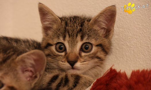 Katze Mimi (Foto by Tiereck.at - Lavanttaler Tierhilfe)