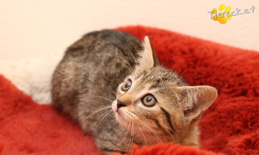 Katze Mimi (Foto by Tiereck.at - Lavanttaler Tierhilfe)