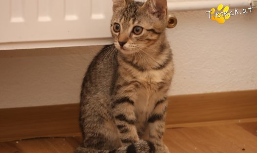Katze Mimi (Foto by Tiereck.at - Lavanttaler Tierhilfe)