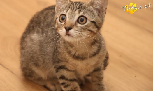 Katze Mimi (Foto by Tiereck.at - Lavanttaler Tierhilfe)