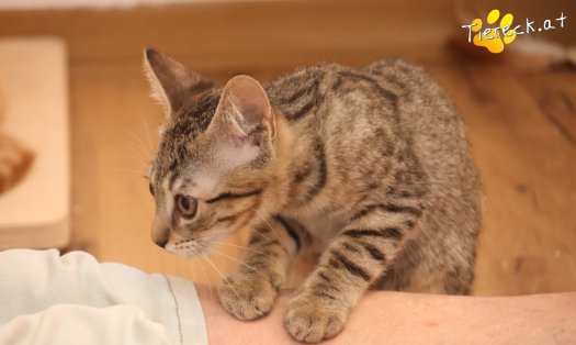 Katze Mimi (Foto by Tiereck.at - Lavanttaler Tierhilfe)