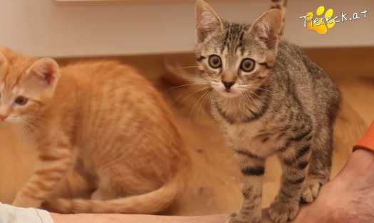 Katze Mimi (Foto by Tiereck.at - Lavanttaler Tierhilfe)