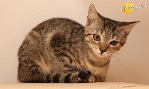 Katze Mimi (Foto by Tiereck.at - Lavanttaler Tierhilfe)